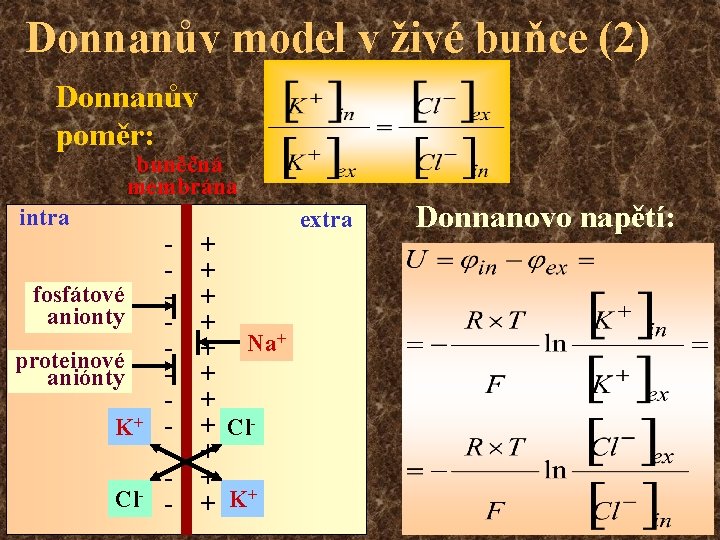 Donnanův model v živé buňce (2) Donnanův poměr: buněčná membrána intra fosfátové anionty proteinové