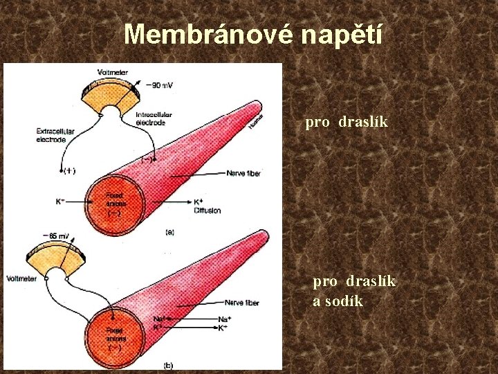 Membránové napětí pro draslík a sodík 