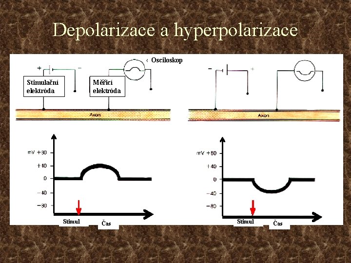 Depolarizace a hyperpolarizace Osciloskop Stimulační elektróda Měřicí elektróda Stimul Čas 