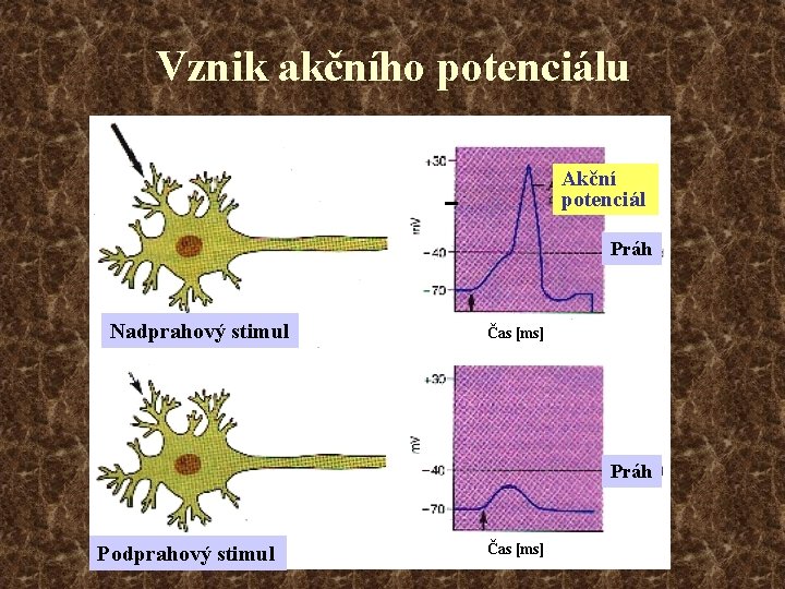 Vznik akčního potenciálu Akční potenciál Práh Nadprahový stimul Čas [ms] Práh Podprahový stimul Čas