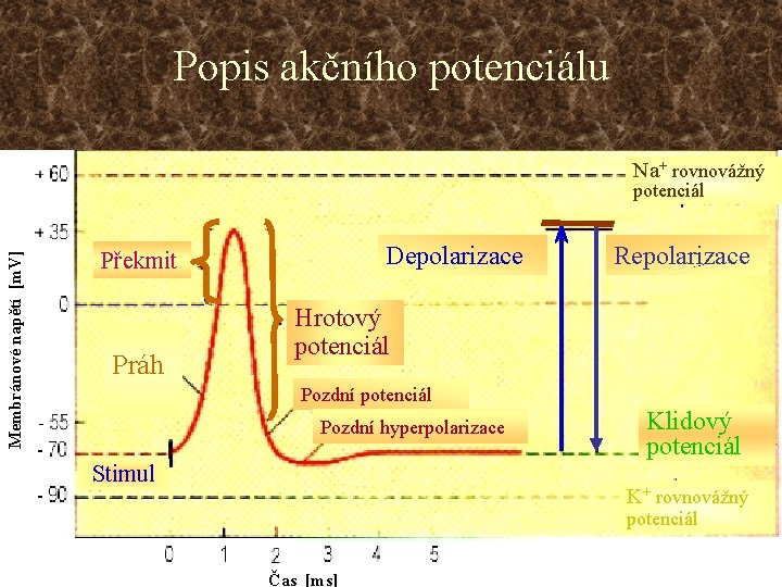 Popis akčního potenciálu Na+ rovnovážný Membránové napětí [m. V] potenciál Depolarizace Překmit Práh Repolarizace