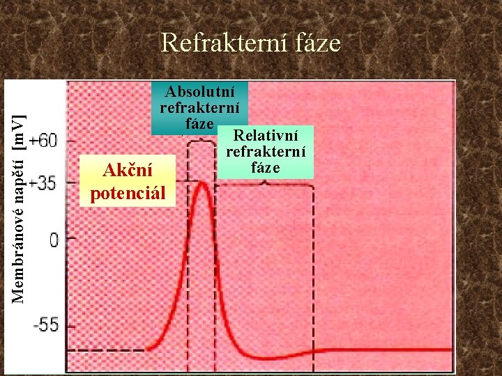 Membránové napětí [m. V] Refrakterní fáze Absolutní refrakterní fáze Relativní refrakterní fáze Akční potenciál