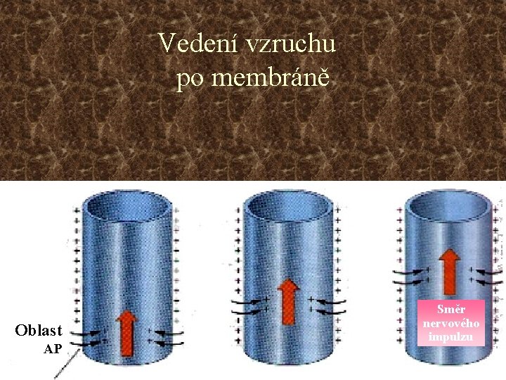 Vedení vzruchu po membráně Oblast AP Směr nervového impulzu 