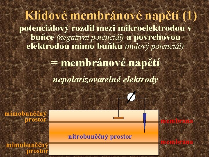 Klidové membránové napětí (1) potenciálový rozdíl mezi mikroelektrodou v buňce (negativní potenciál) a povrchovou