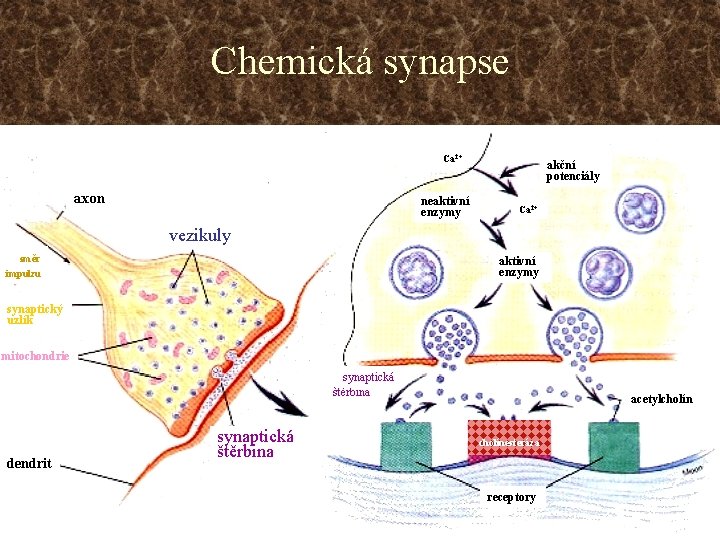 Chemická synapse Ca 2+ axon neaktivní enzymy akční potenciály Ca 2+ vezikuly směr impulzu