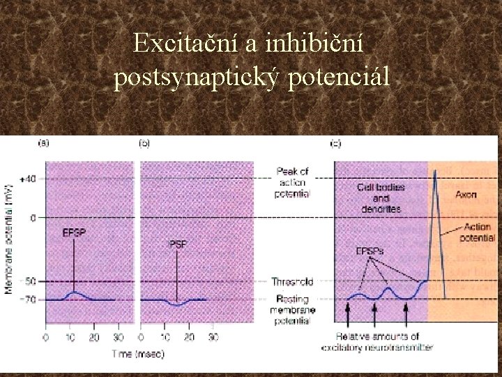 Excitační a inhibiční postsynaptický potenciál 