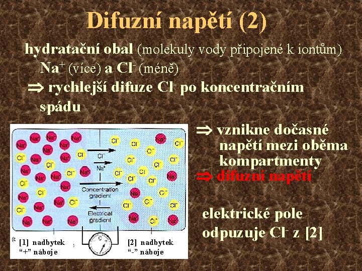 Difuzní napětí (2) hydratační obal (molekuly vody připojené k iontům) Na+ (více) a Cl-