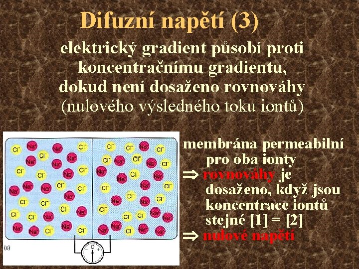 Difuzní napětí (3) elektrický gradient působí proti koncentračnímu gradientu, dokud není dosaženo rovnováhy (nulového