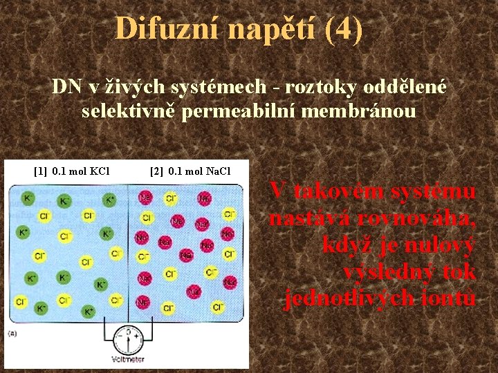 Difuzní napětí (4) DN v živých systémech - roztoky oddělené selektivně permeabilní membránou [1]