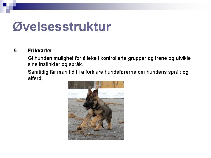 Øvelsesstruktur 5 Frikvarter Gi hunden mulighet for å leke i kontrollerte grupper og trene