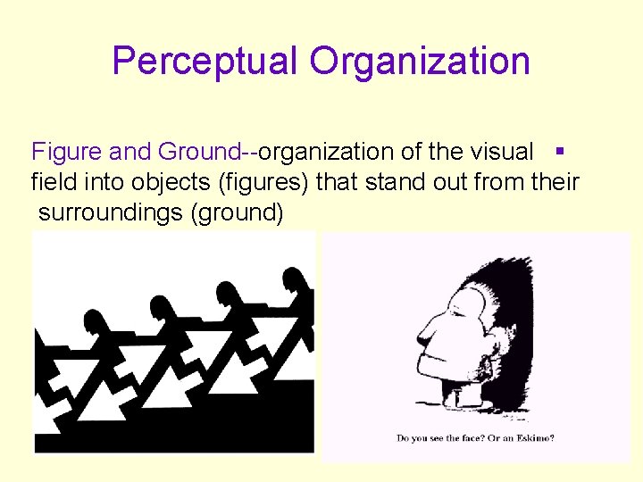 Perceptual Organization Figure and Ground--organization of the visual § field into objects (figures) that