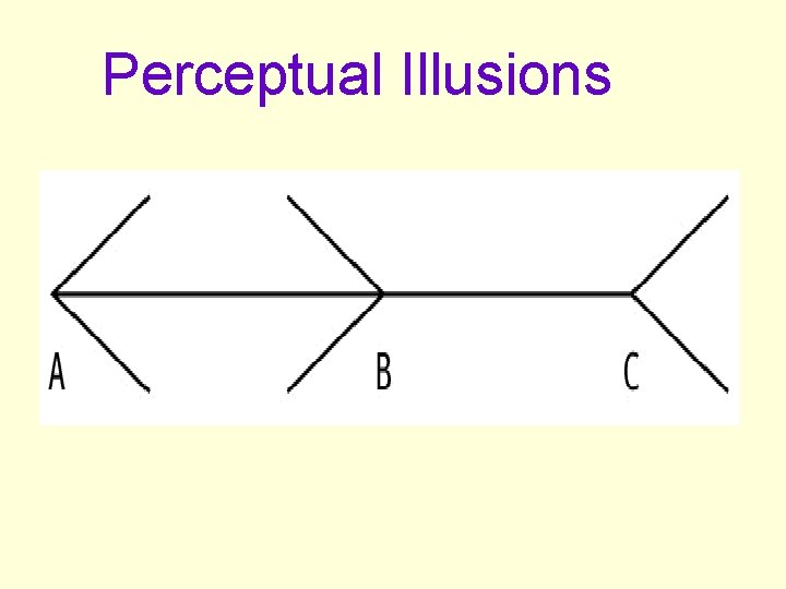 Perceptual Illusions  Perceptual Illusions