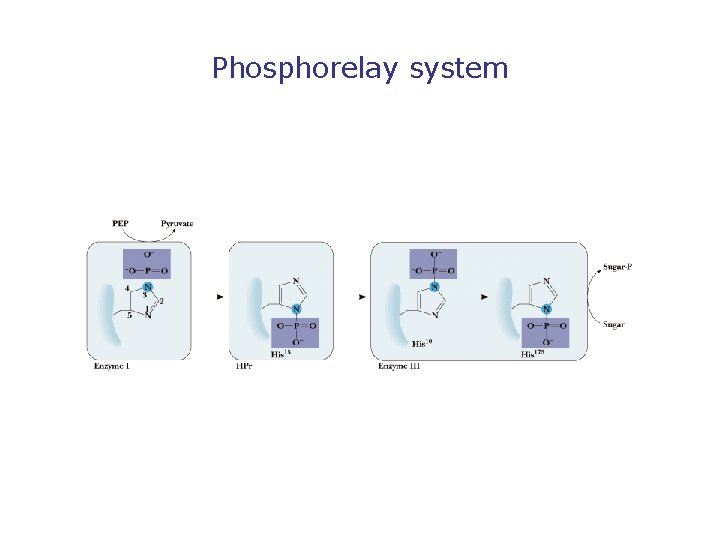 Phosphorelay system 