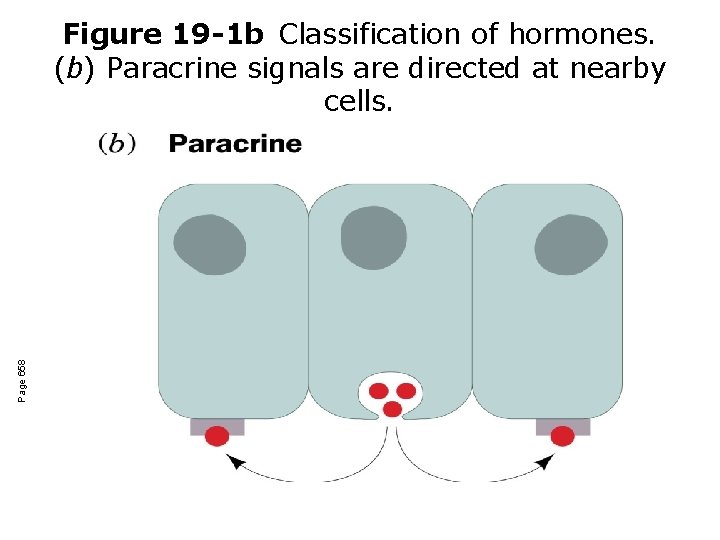 Page 658 Figure 19 -1 b Classification of hormones. (b) Paracrine signals are directed