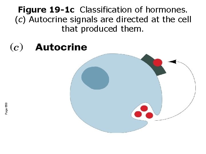 Page 658 Figure 19 -1 c Classification of hormones. (c) Autocrine signals are directed