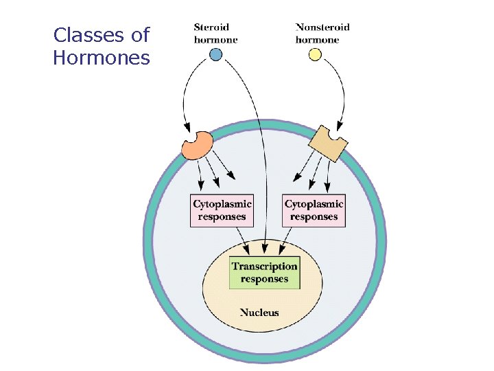 Classes of Hormones 