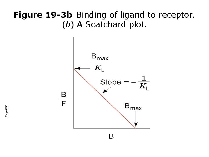 Page 660 Figure 19 -3 b Binding of ligand to receptor. (b) A Scatchard