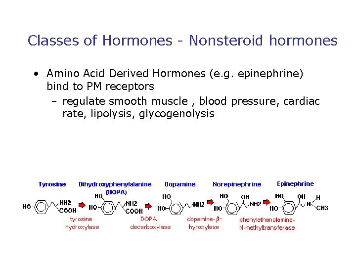 Classes of Hormones - Nonsteroid hormones • Amino Acid Derived Hormones (e. g. epinephrine)