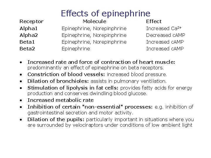 Effects of epinephrine Receptor Alpha 1 Alpha 2 Beta 1 Beta 2 • •