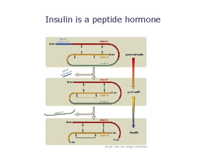 Insulin is a peptide hormone 