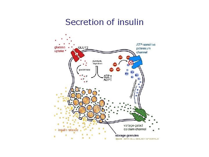 Secretion of insulin 