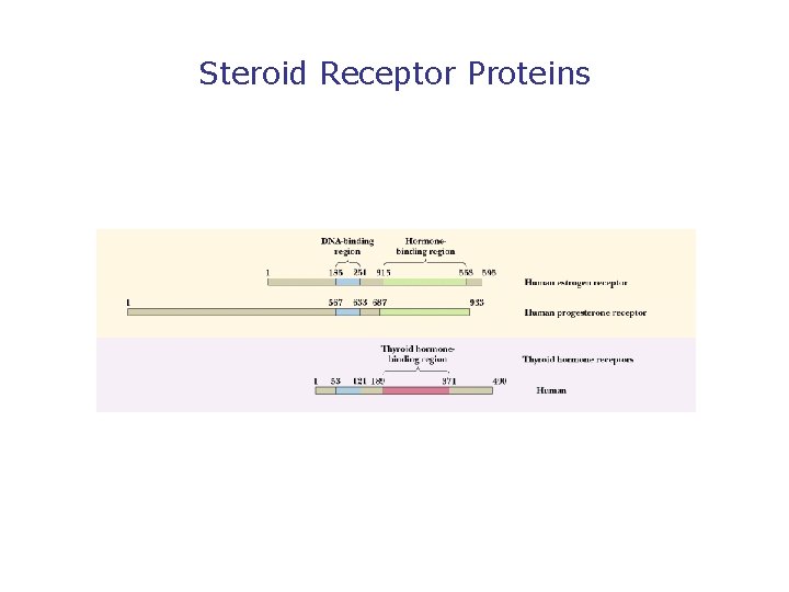 Steroid Receptor Proteins 