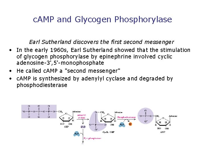 c. AMP and Glycogen Phosphorylase Earl Sutherland discovers the first second messenger • In