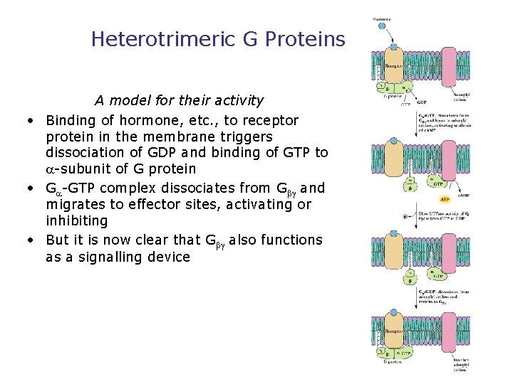 Heterotrimeric G Proteins A model for their activity • Binding of hormone, etc. ,
