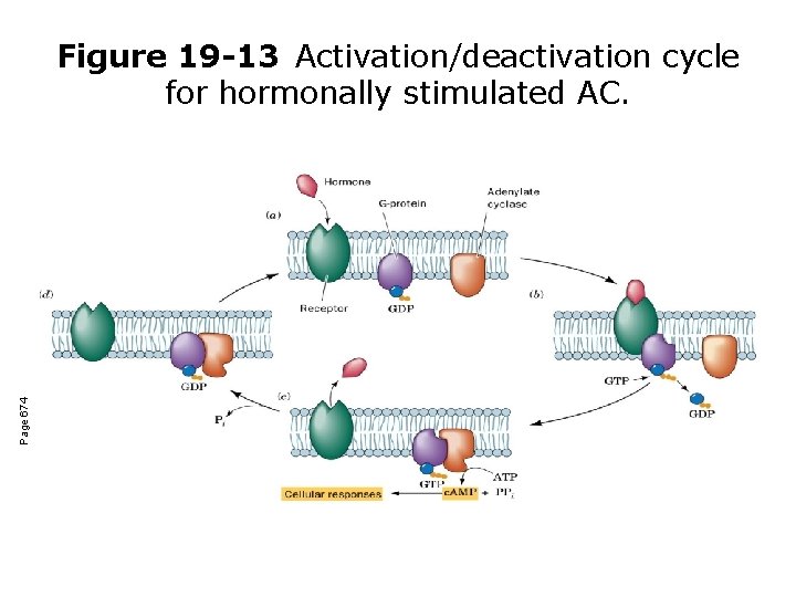 Page 674 Figure 19 -13 Activation/deactivation cycle for hormonally stimulated AC. 