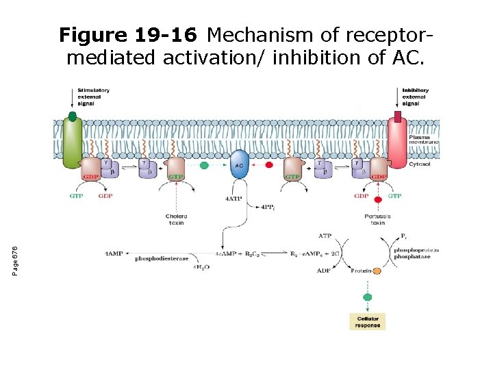 Page 676 Figure 19 -16 Mechanism of receptormediated activation/ inhibition of AC. 