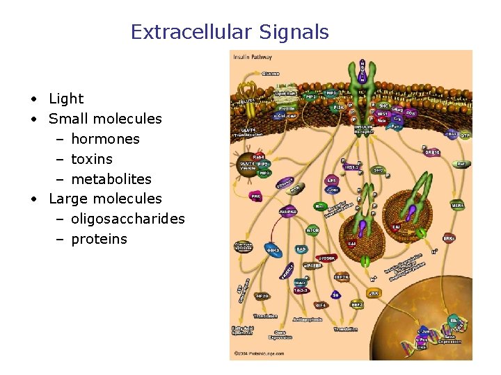 Extracellular Signals • Light • Small molecules – hormones – toxins – metabolites •