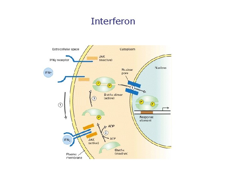 Interferon 