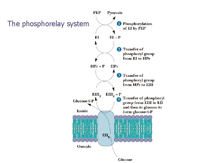 The phosphorelay system 