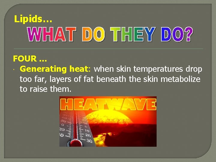 Lipids… FOUR … Generating heat: when skin temperatures drop too far, layers of fat