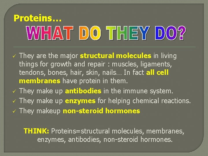 Proteins… ü ü They are the major structural molecules in living things for growth