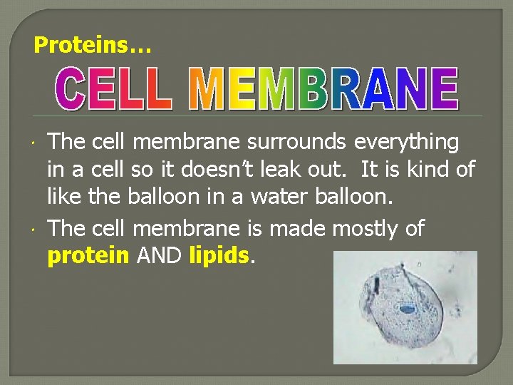 Proteins… The cell membrane surrounds everything in a cell so it doesn’t leak out.