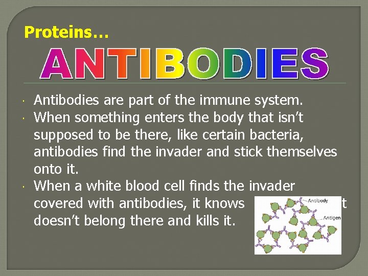 Proteins… Antibodies are part of the immune system. When something enters the body that