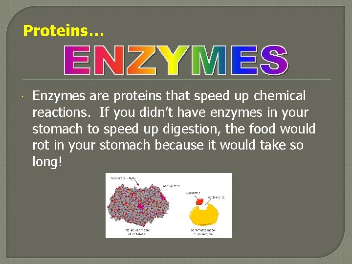 Proteins… Enzymes are proteins that speed up chemical reactions. If you didn’t have enzymes