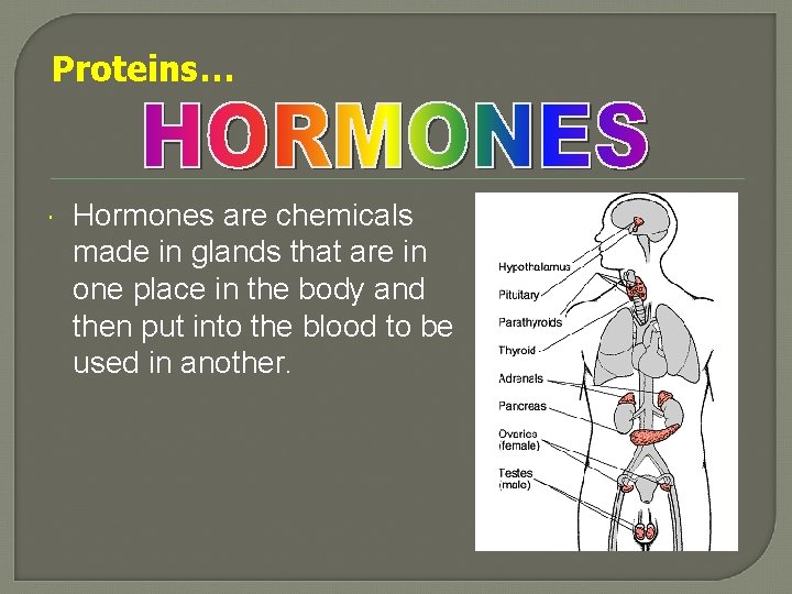 Proteins… Hormones are chemicals made in glands that are in one place in the
