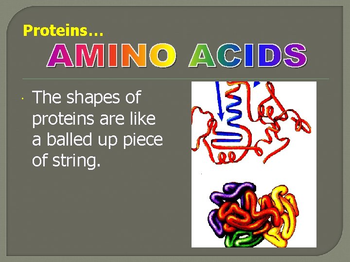 Proteins… The shapes of proteins are like a balled up piece of string. 