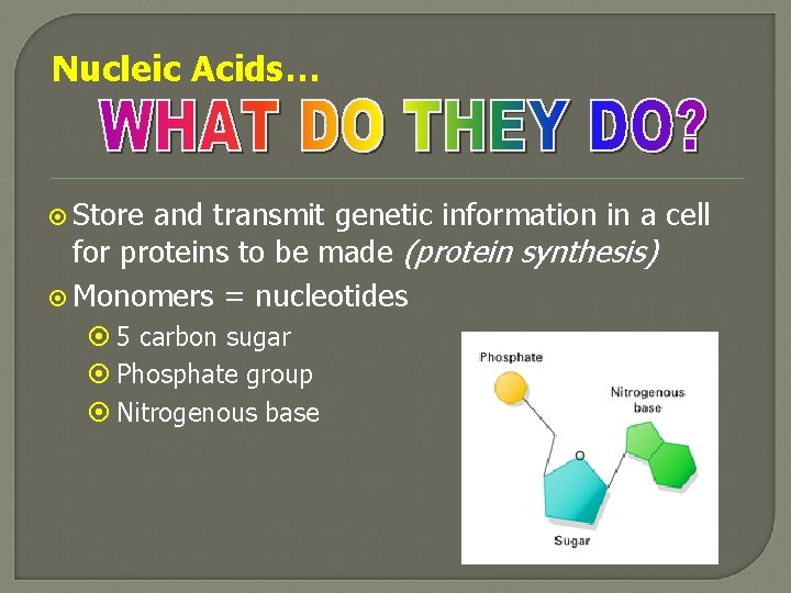 Nucleic Acids… Store and transmit genetic information in a cell for proteins to be