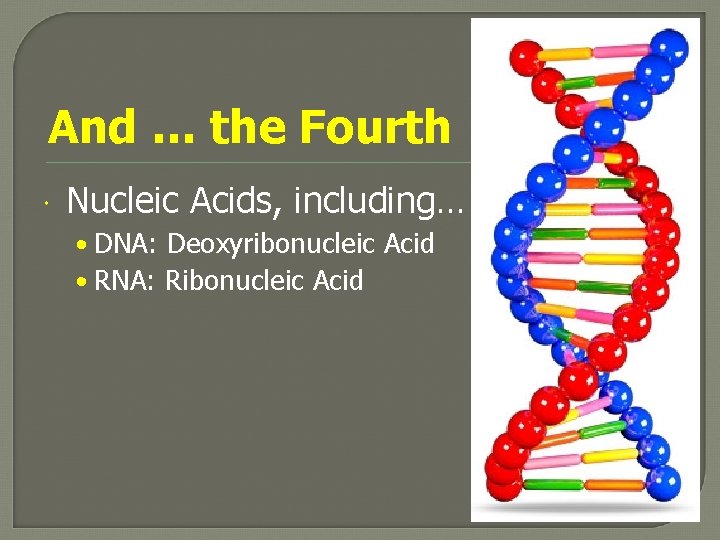 And … the Fourth Nucleic Acids, including… • DNA: Deoxyribonucleic Acid • RNA: Ribonucleic