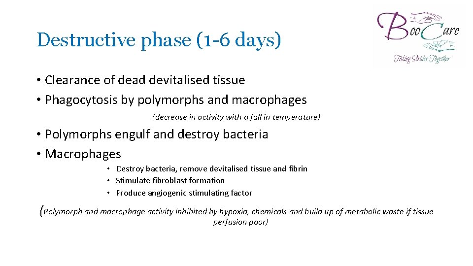 Destructive phase (1 -6 days) • Clearance of dead devitalised tissue • Phagocytosis by