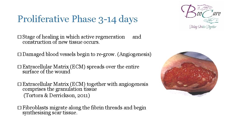 Proliferative Phase 3 -14 days � Stage of healing in which active regeneration construction