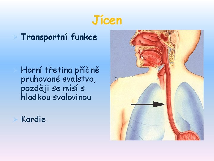 Jícen Ø Transportní funkce Ø Horní třetina příčně pruhované svalstvo, později se mísí s