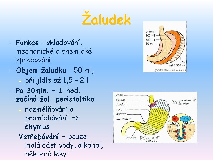 Žaludek Funkce – skladování, mechanické a chemické zpracování Ø Objem žaludku - 50 ml,