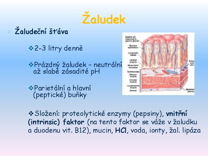 Ø Žaludeční šťáva Žaludek v 2 -3 litry denně v. Prázdný žaludek – neutrální