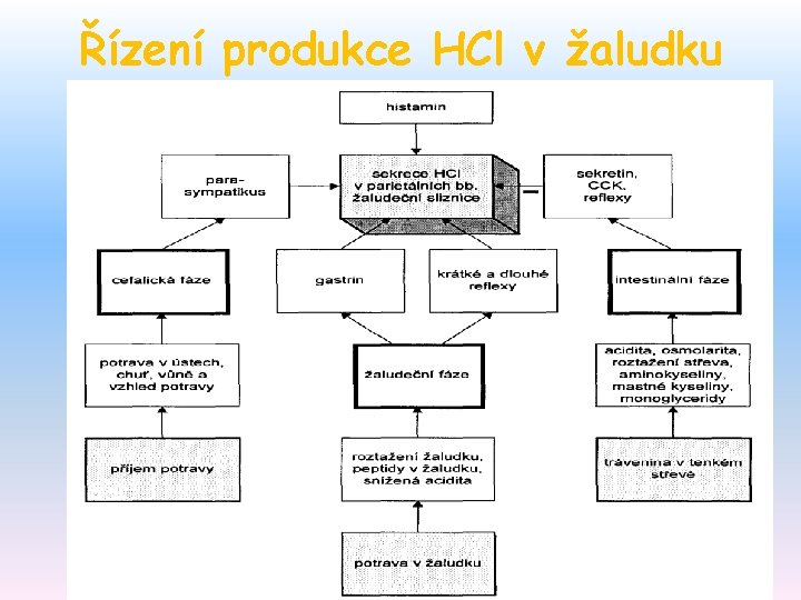 Řízení produkce HCl v žaludku 