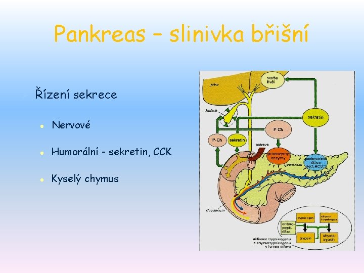 Pankreas – slinivka břišní Ø Řízení sekrece l Nervové l Humorální - sekretin, CCK