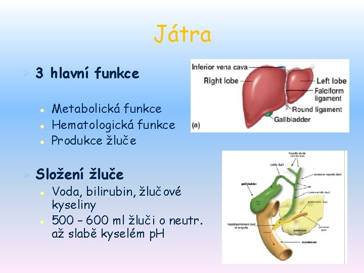 Játra Ø 3 hlavní funkce l l l Ø Metabolická funkce Hematologická funkce Produkce